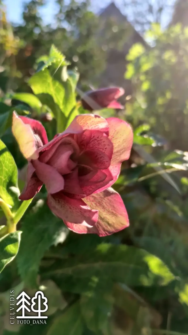 Helleborus × hybridus   'Pink Double'